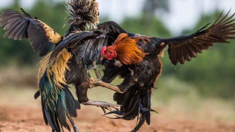 Một vài lưu ý cơ bản quan trọng các sư kê cần biết Một vài lưu ý cơ bản quan trọng các sư kê cần biết