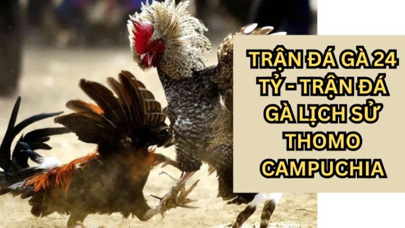 Giải đáp những câu hỏi của cược thủ về đấu trường Giải đáp những câu hỏi của cược thủ về đấu trường
